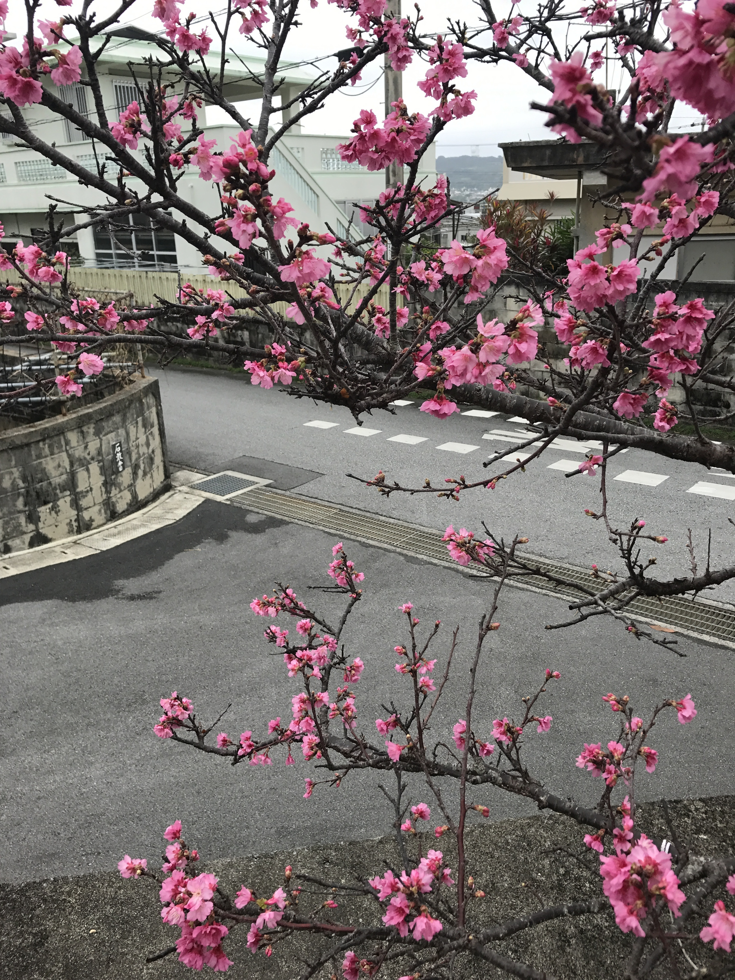 沖縄のさくら